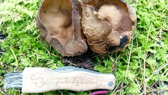Helvella acetabulum