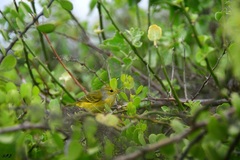 Setophaga petechia aureola