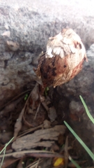 Fungi