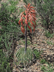 Aristaloe aristata