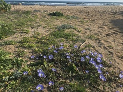 Nolana paradoxa