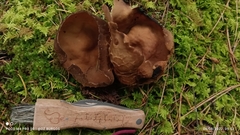 Helvella acetabulum