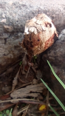 Fungi