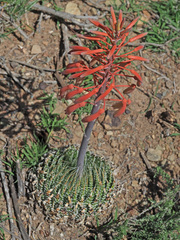 Aristaloe aristata