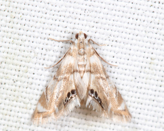 Eoparargyractis plevie