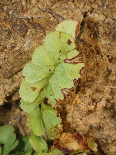 Lindsaea orbiculata, photograph 1