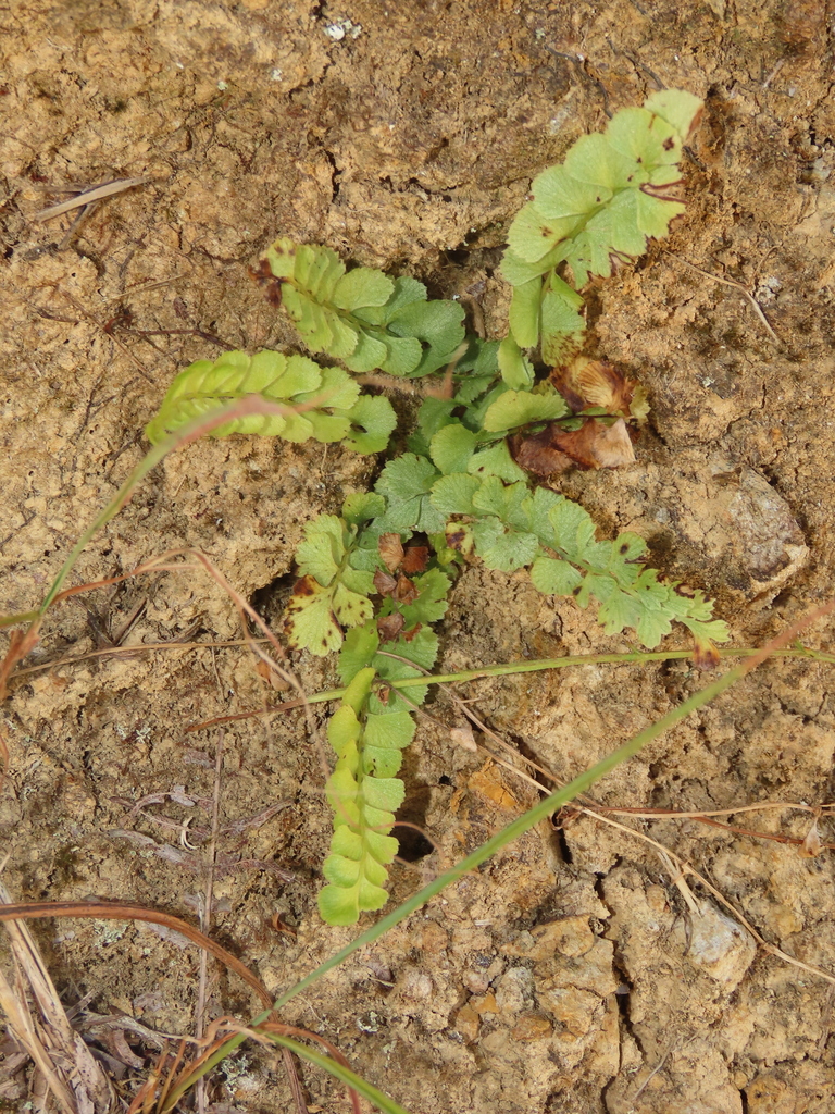 Lindsaea orbiculata; photograph chiuluan, CC BY, iNaturalist via GBIF