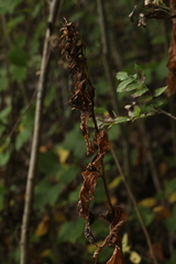 Campanula latifolia