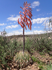 Aristaloe aristata