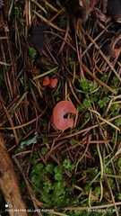 Guepinia helvelloides