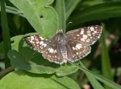 Burnsius communis