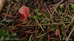 Guepinia helvelloides