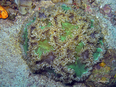 Catalaphyllia jardinei