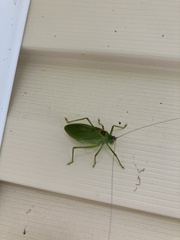 Pterophylla camellifolia