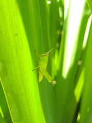 Abracris flavolineata