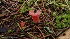 Guepinia helvelloides