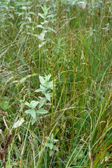 Dactylorhiza iberica