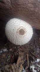 Chlorophyllum molybdites