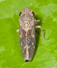 Cicadellini
