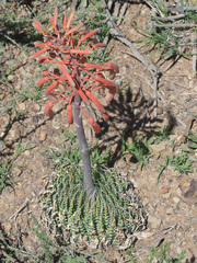 Aristaloe aristata