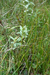 Dactylorhiza iberica