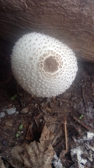 Chlorophyllum molybdites