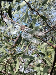 Rhionaeschna multicolor