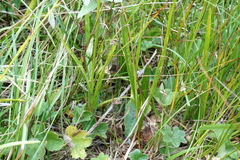 Dactylorhiza iberica