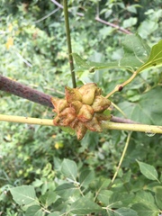 Ampelomyia vitiscoryloides