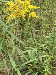 Solidago juncea