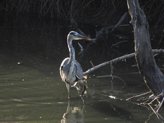Ardea cinerea cinerea