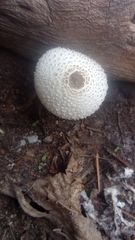 Chlorophyllum molybdites