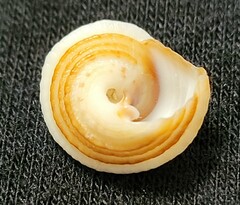 Trochomodulus calusa