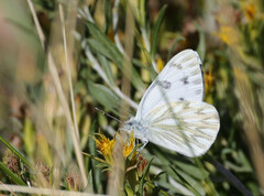 Pontia occidentalis