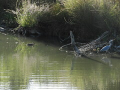 Ardea cinerea cinerea