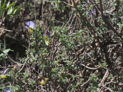 Lotononis sericophylla