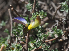 Lotononis sericophylla