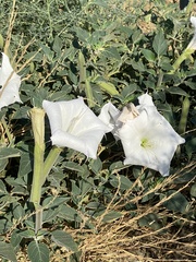 Datura