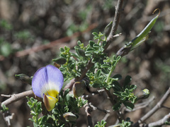 Lotononis sericophylla