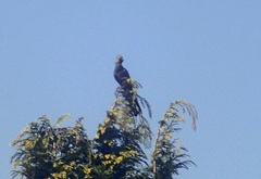 Corythaixoides concolor