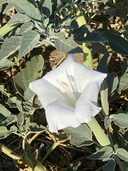 Datura