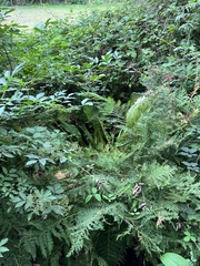 Lysichiton americanus
