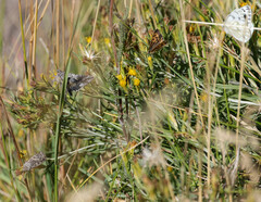 Pontia occidentalis