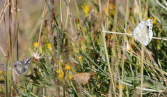 Pontia occidentalis