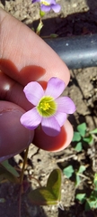 Oxalis latifolia