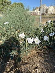 Datura