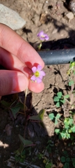 Oxalis latifolia