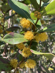 Azara uruguayensis