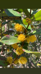 Azara uruguayensis