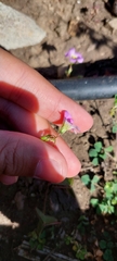 Oxalis latifolia